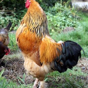 Buff Brahma Chicken