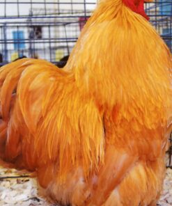 Brown Egg Layers for Sale