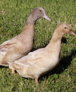 Buff Ducks For Sale