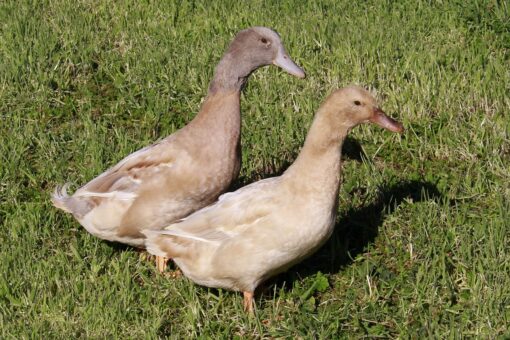 Buff Ducks For Sale