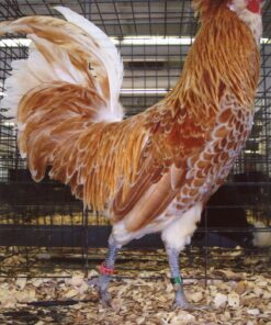 Buff Laced Polish Chicken