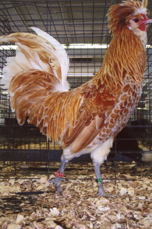 Buff Laced Polish Chicken