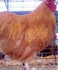 Buff Orpington Bantam