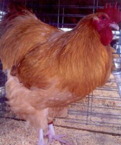Buff Orpington Chicken