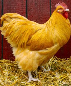 Buff Orpington Exhibition Type