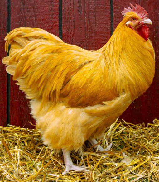 Buff Orpington Exhibition Type
