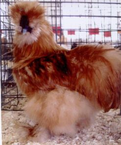 Buff Silkie Bantam
