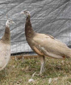 Cameo Peafowl Pair