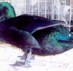 Cayuga Duck For Sale