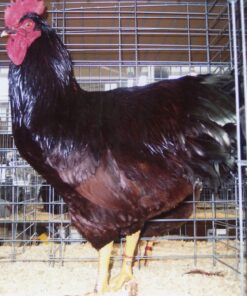 Cherry Eggers Chicken