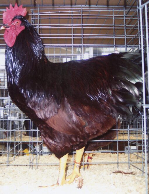 Cherry Eggers Chicken