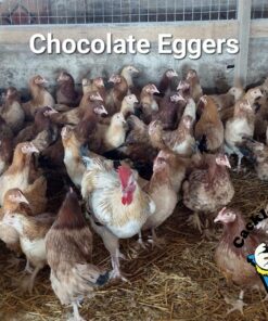 Fowls