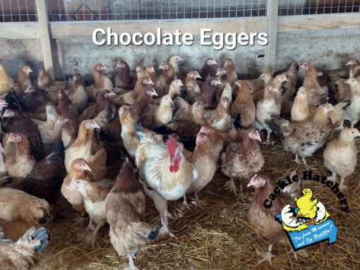 Chocolate Egger™ Chicken