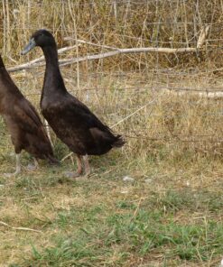 Chocolate Runner Duck For Sale