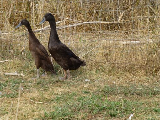 Chocolate Runner Duck For Sale