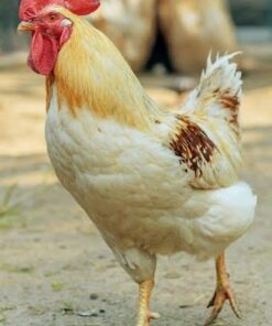 Cinnamon Queen Chicken for sale