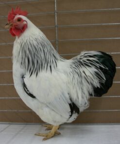Columbian Rock Bantam