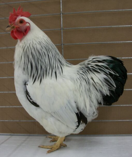 Columbian Rock Bantam