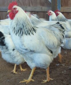 Columbian Rock Chicken
