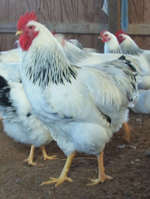 Columbian Rock Chicken