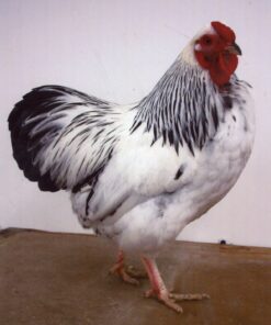 Columbian Wyandotte Bantam