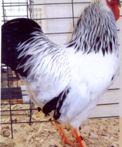 Columbian Wyandotte Chicken