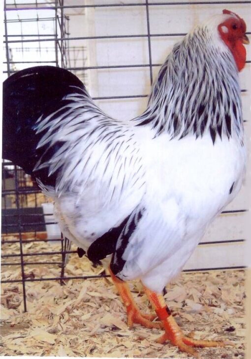 Columbian Wyandotte Chicken