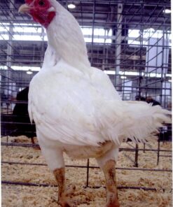 Cornish Bantams