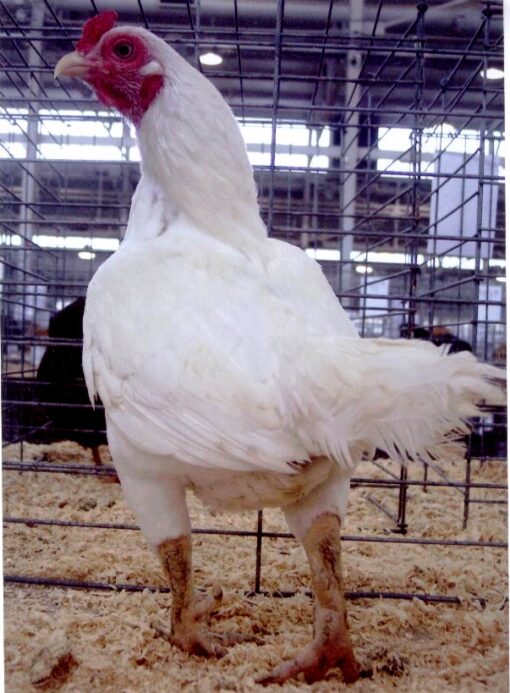 Cornish Bantams