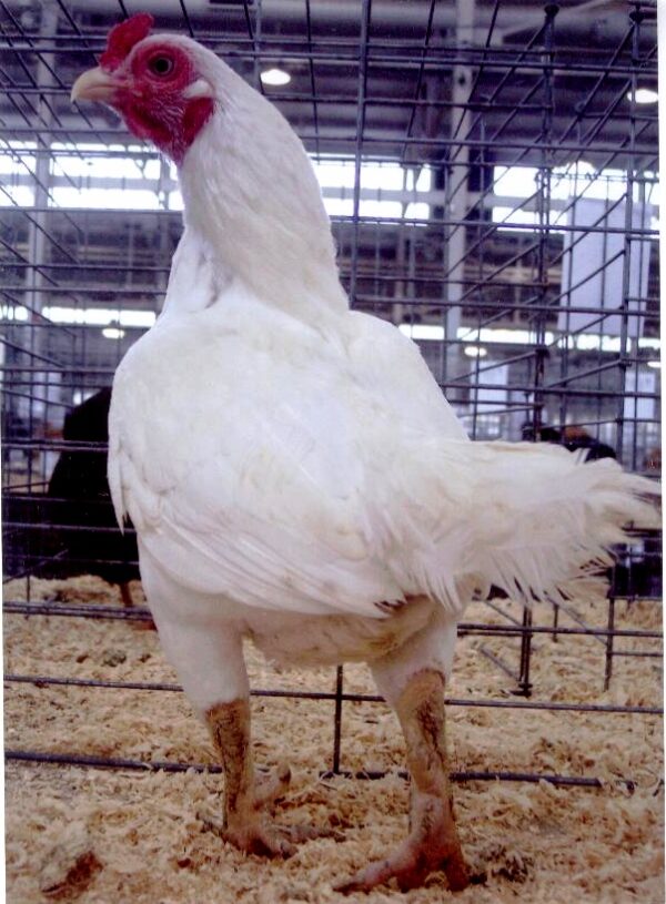 Cornish Bantams