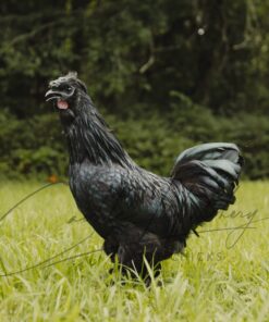 Zombie Chicken For Sale