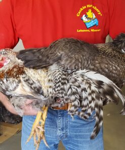 Cream Legbar Chicken