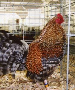 Crele Old English Game Bantam