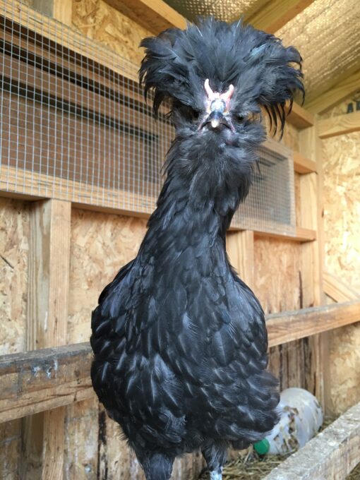 Crevecoeur Chickens