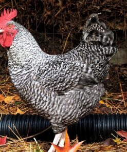 Cuckoo Marans Chicken