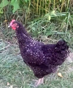 Cuckoo Marans Started Pullet