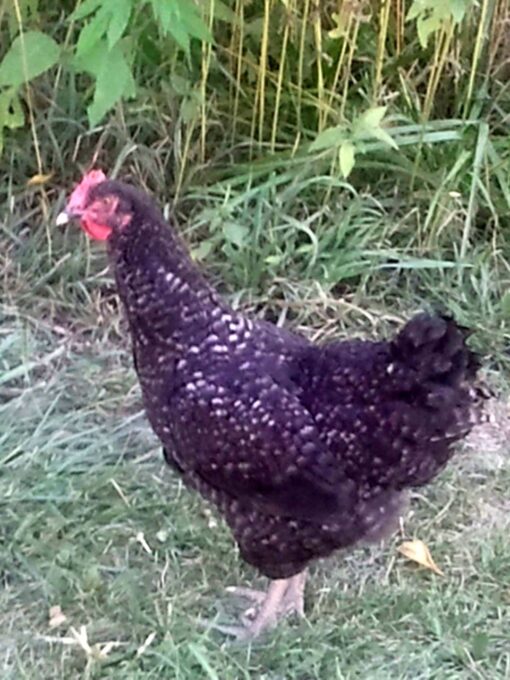 Cuckoo Marans Started Pullet