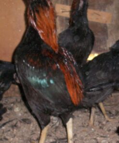 Dark Aseel Chicken