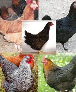 Dark Brown Egg Female Surplus