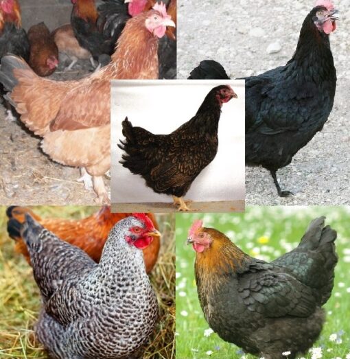 Dark Brown Egg Female Surplus