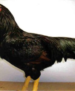 Dark Cornish Chicken