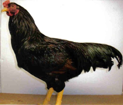 Dark Cornish Chicken