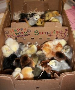 Decorated Shipping Box