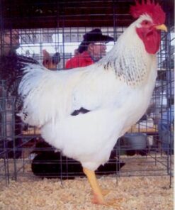 Delaware Chicken