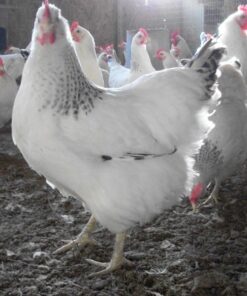 Delaware Started Pullet