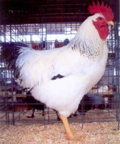Delaware X Hampshire Cross (Indian River) Chicken
