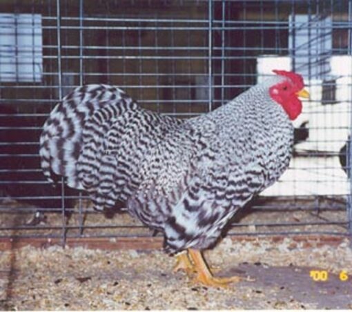Dominique Bantam