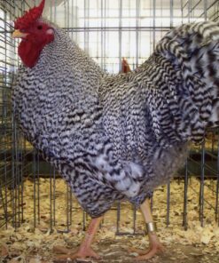 Dominique Chicken