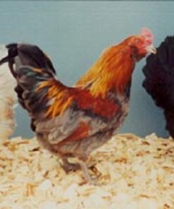 Easter Egger Bantam