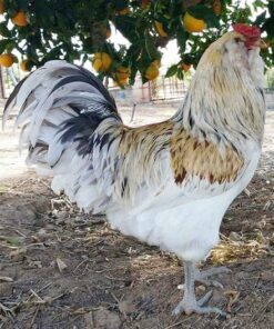 Easter Egger Chicken